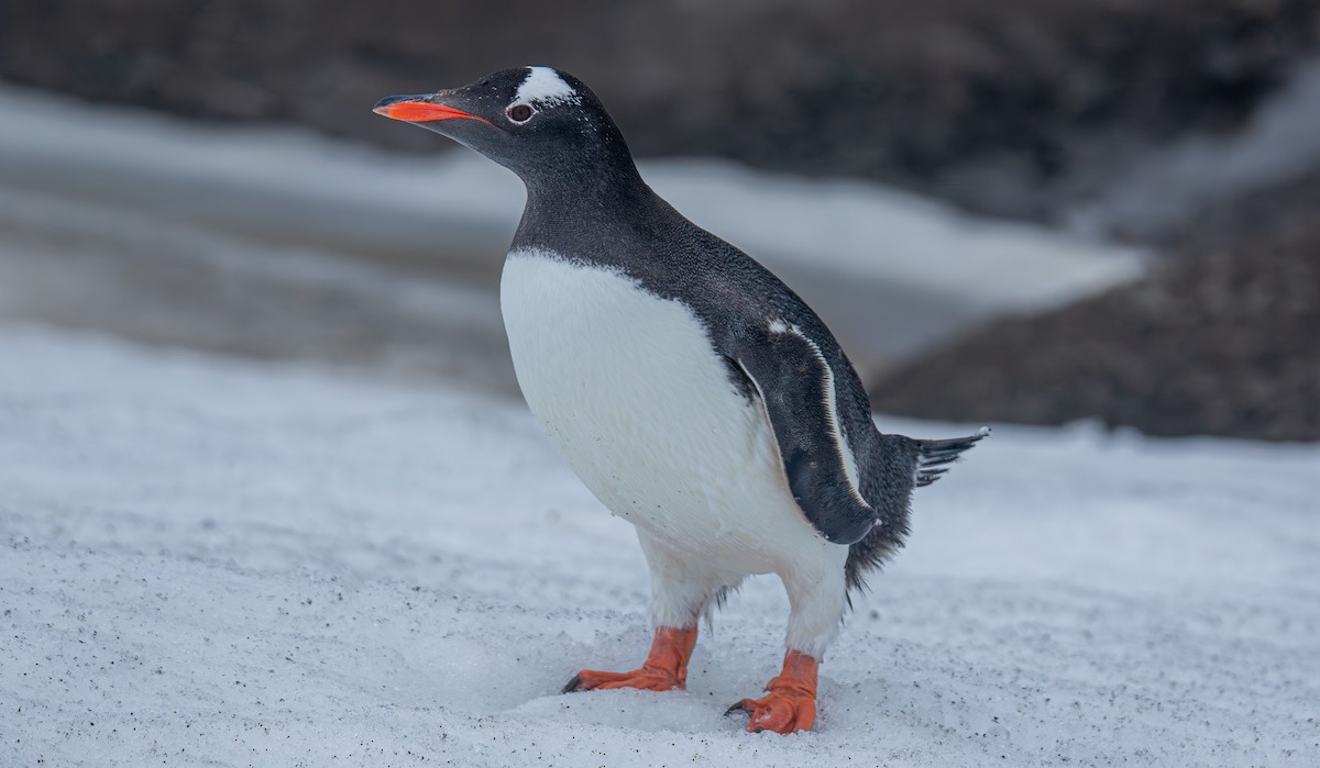 Gentoo Penguin - ML631873499