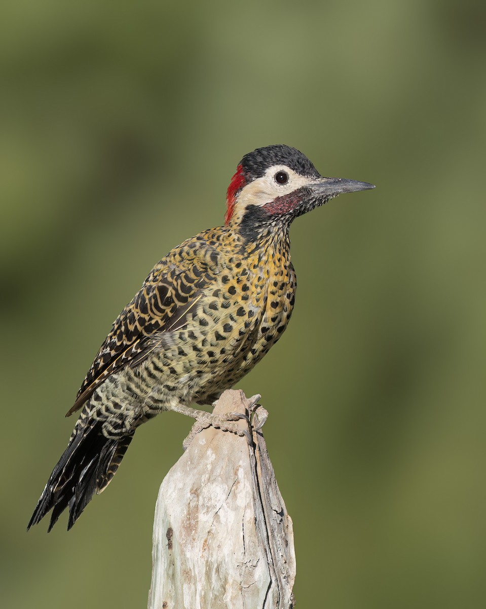 Green-barred Woodpecker - ML631873592