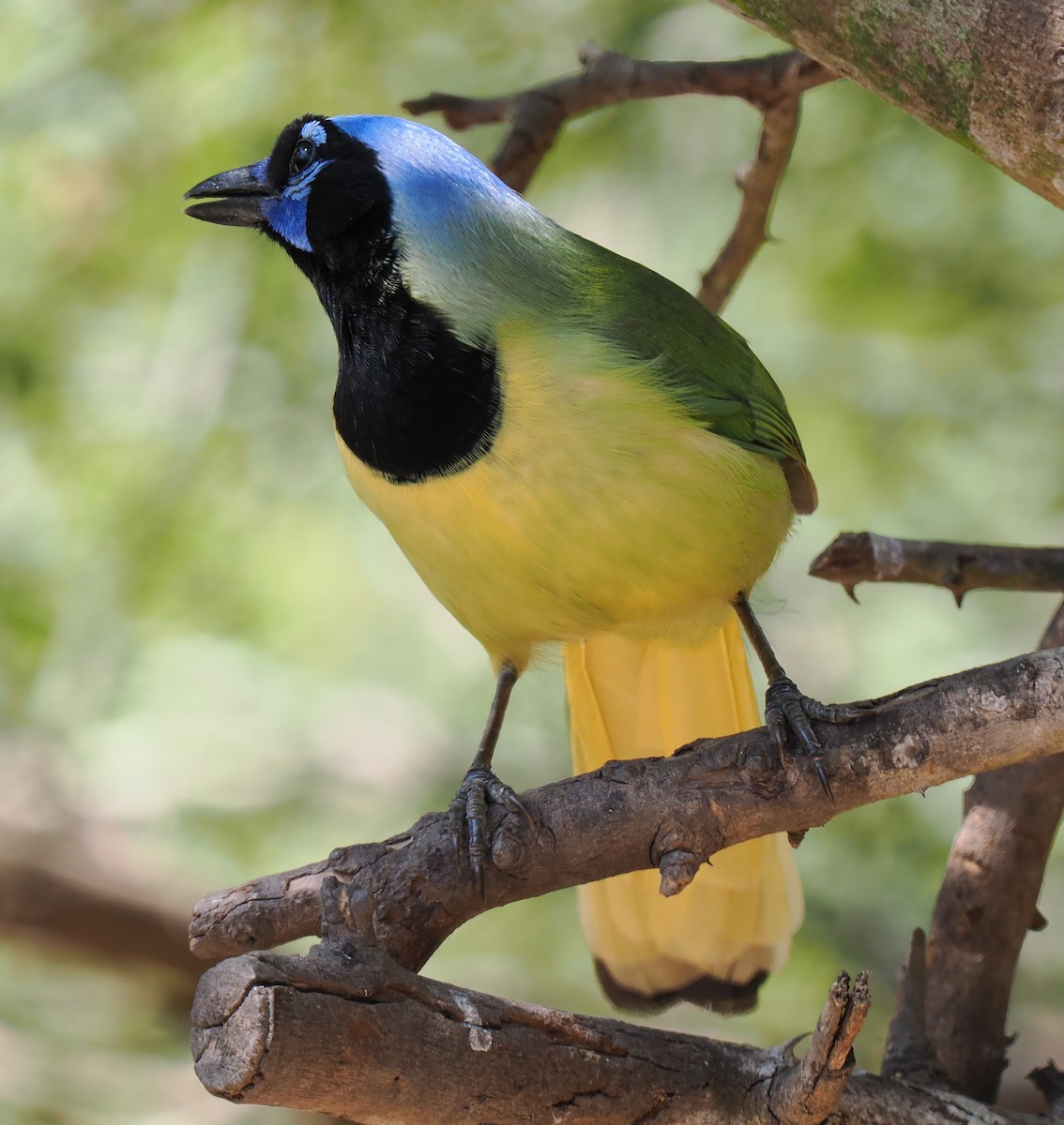 Green Jay - ML631873622