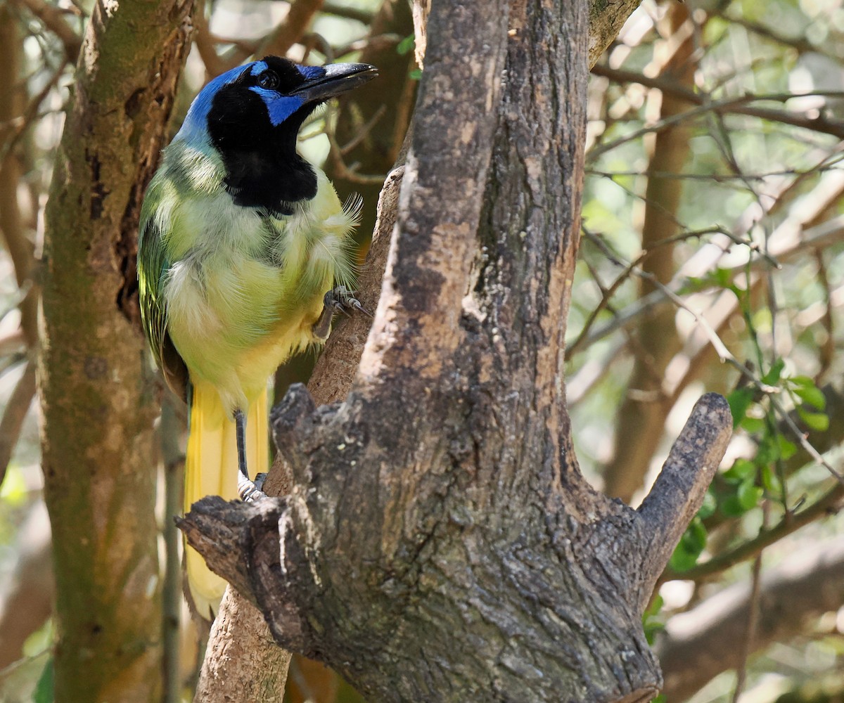Green Jay - ML631873625