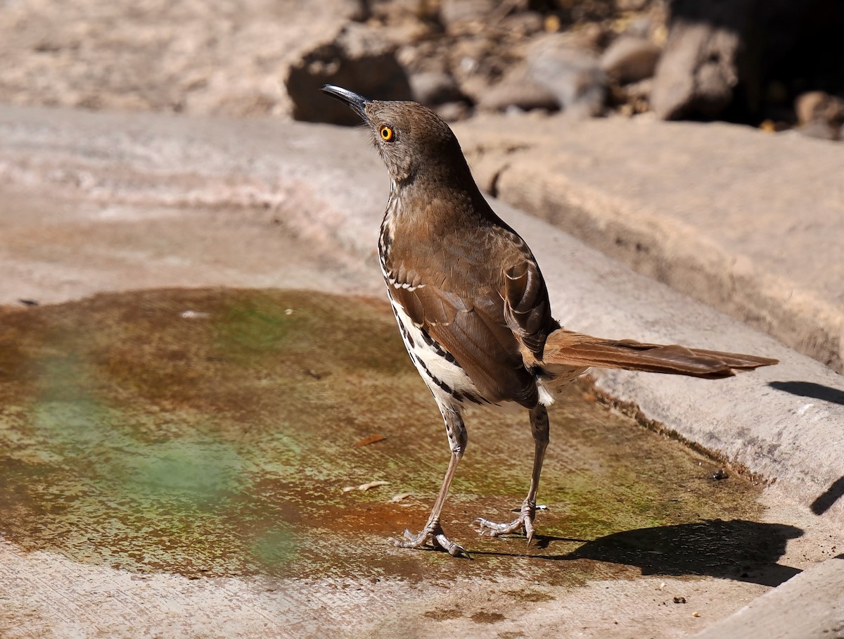 Long-billed Thrasher - ML631873654