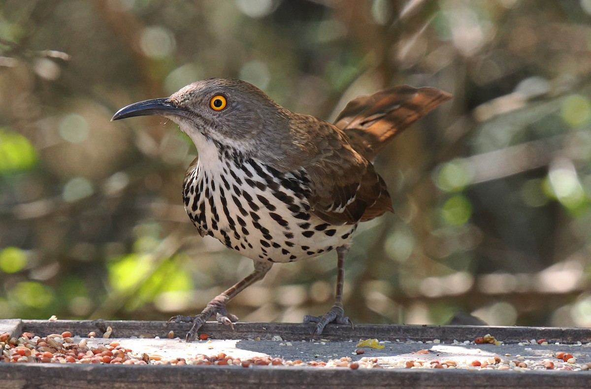 Long-billed Thrasher - ML631873655