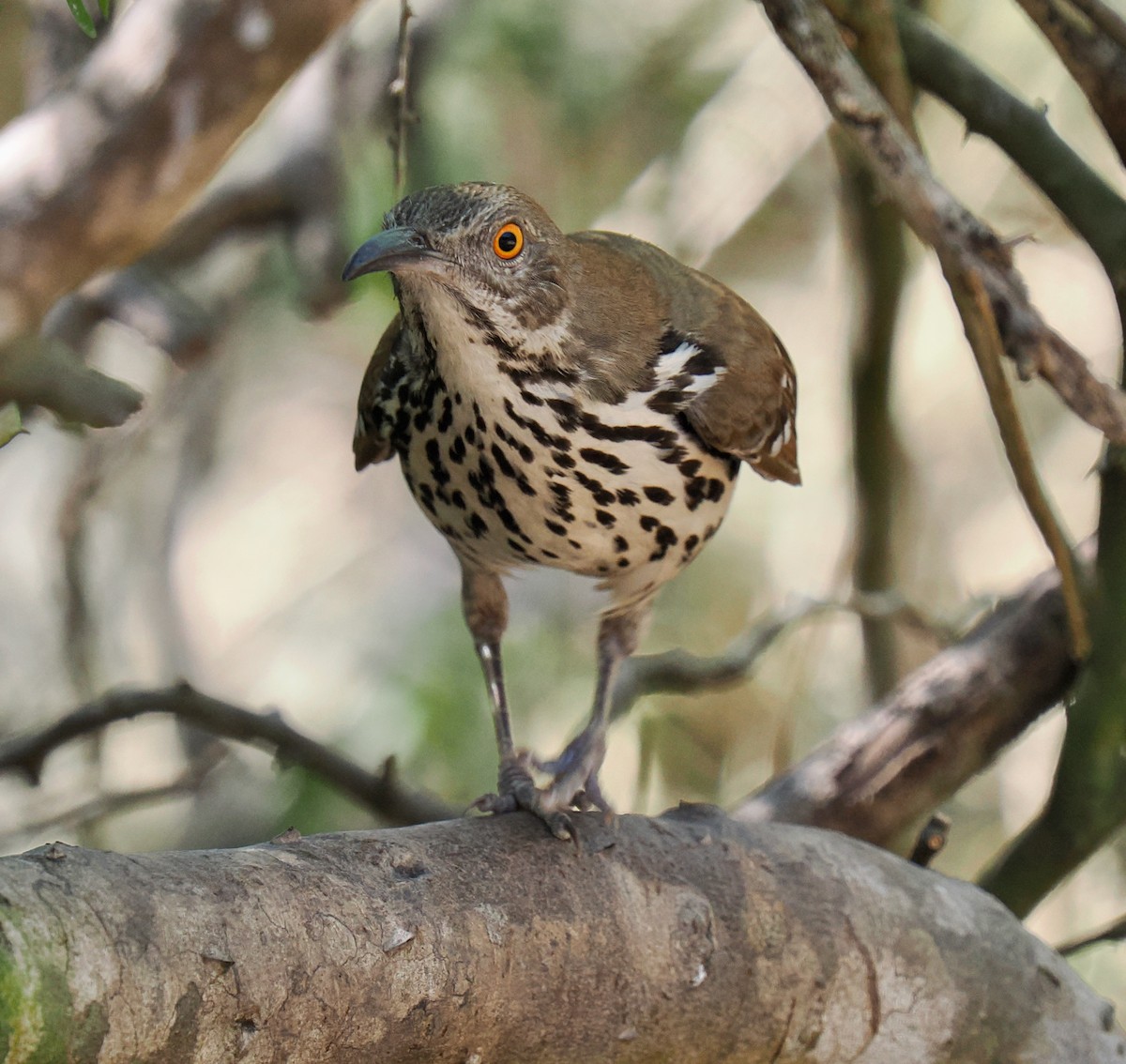 Long-billed Thrasher - ML631873656