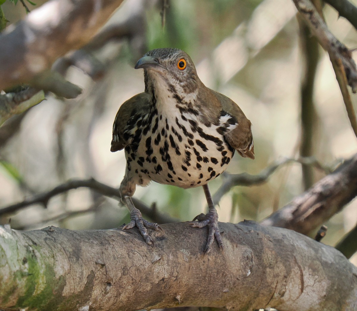 Long-billed Thrasher - ML631873657
