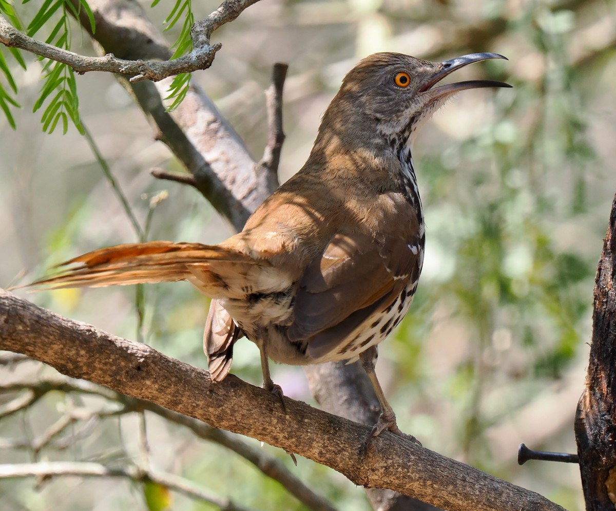 Long-billed Thrasher - ML631873658