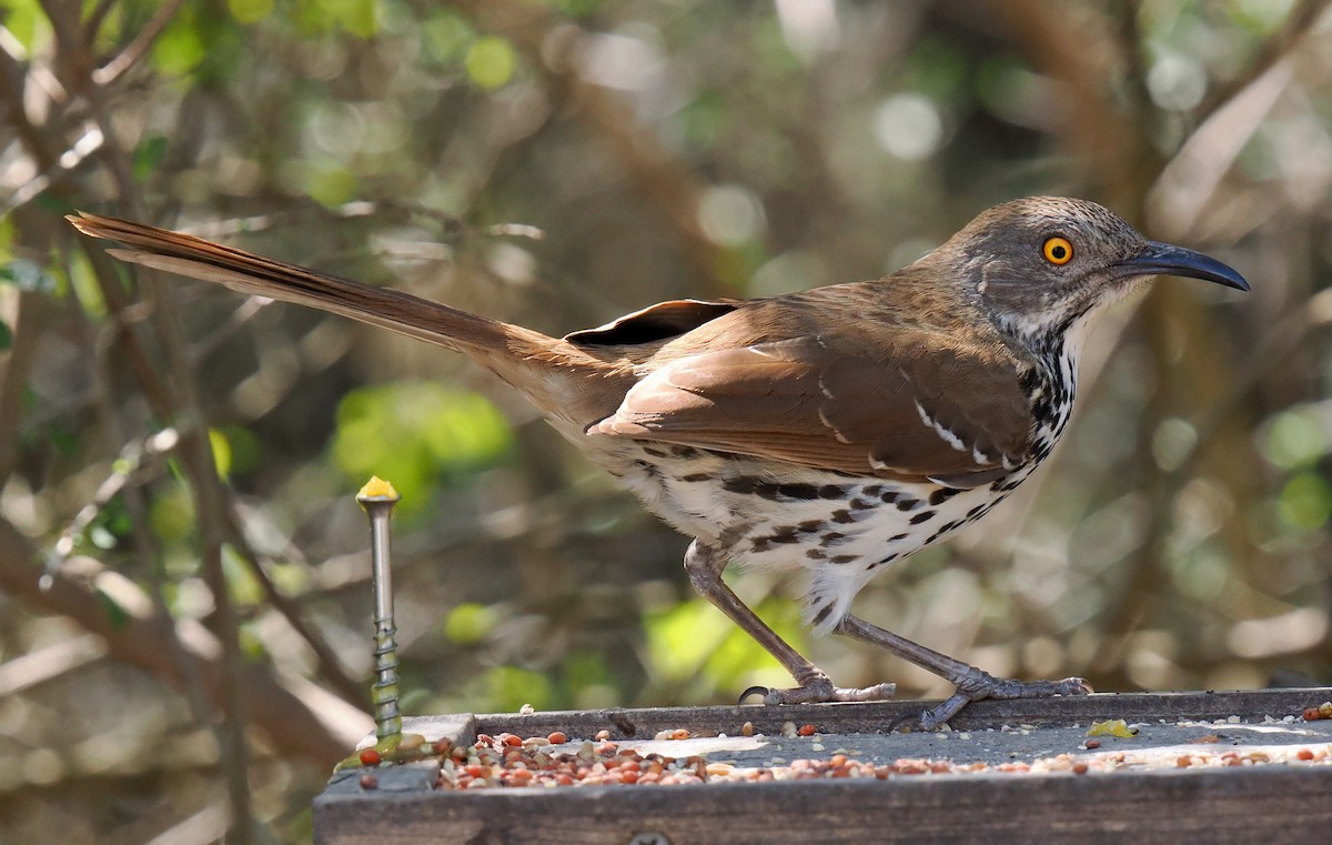 Long-billed Thrasher - ML631873659