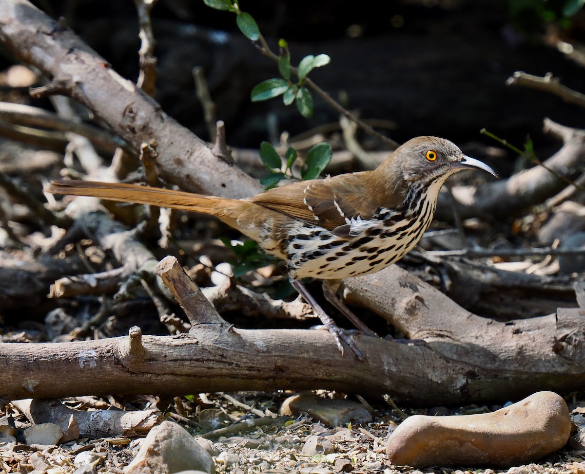Long-billed Thrasher - ML631873660