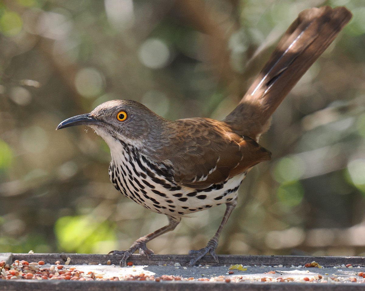 Long-billed Thrasher - ML631873662
