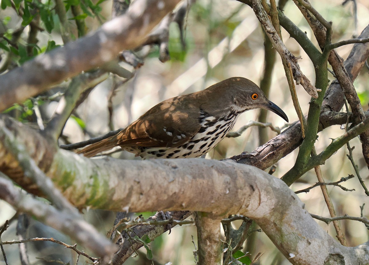 Long-billed Thrasher - ML631873663