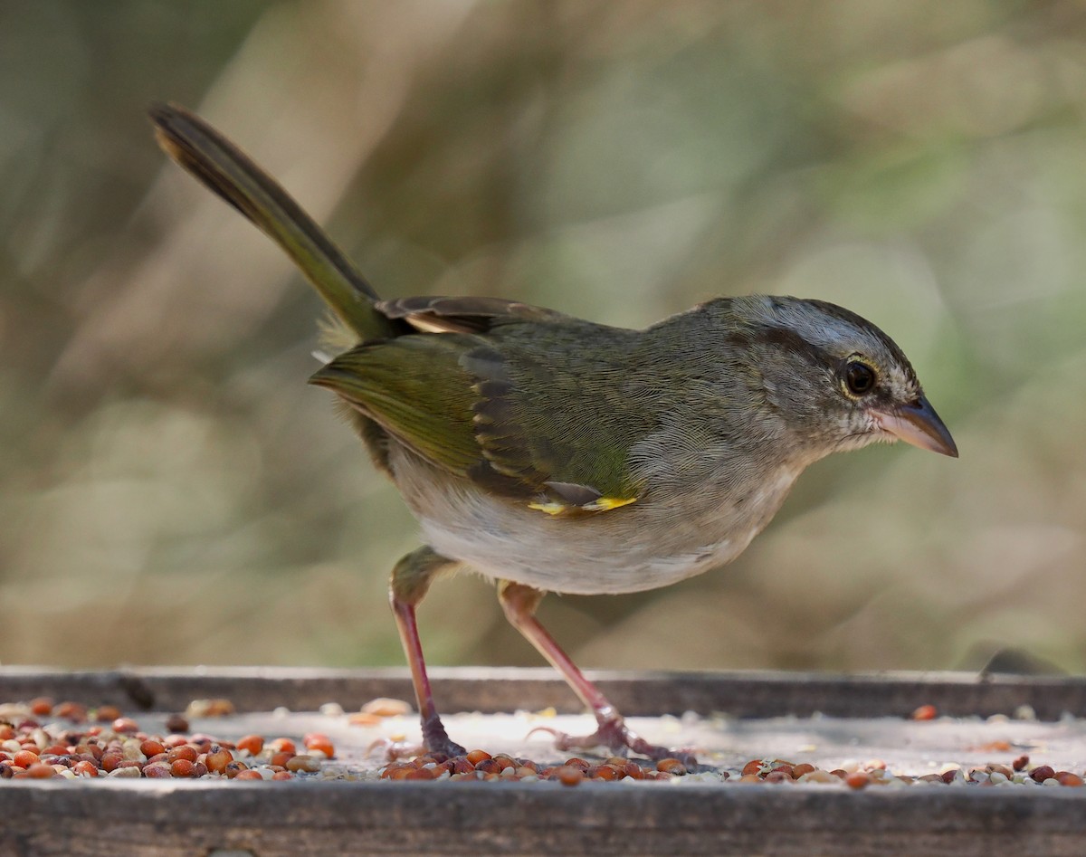 Olive Sparrow - ML631873668