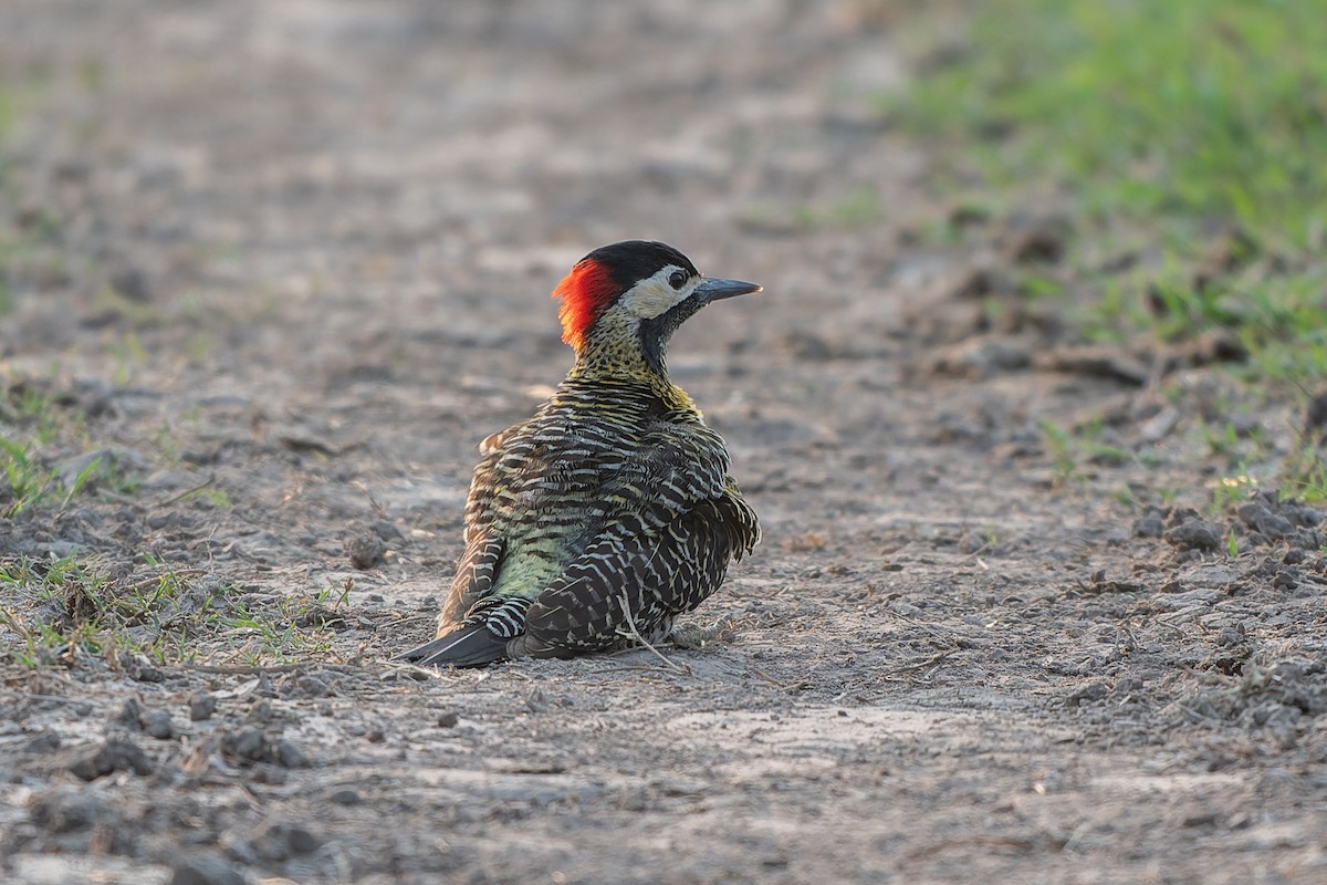 Green-barred Woodpecker - ML631873700