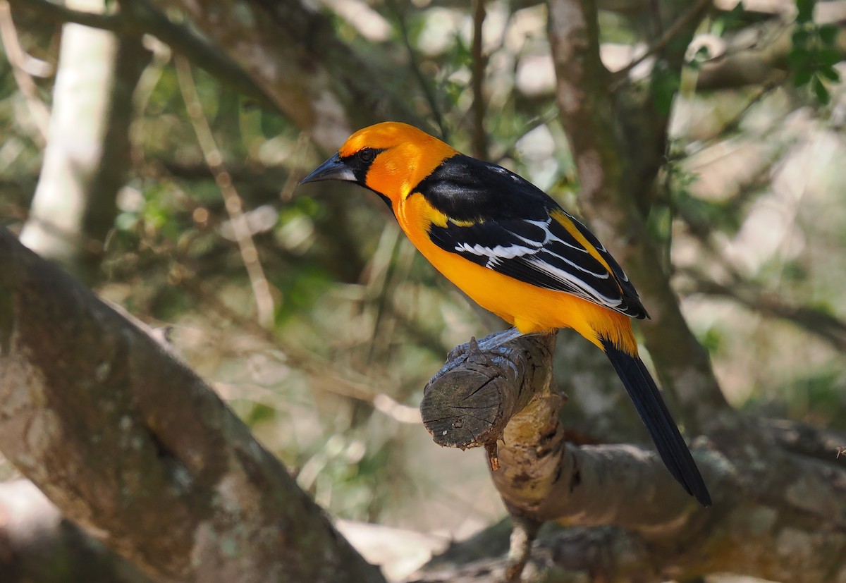 Altamira Oriole - ML631873704