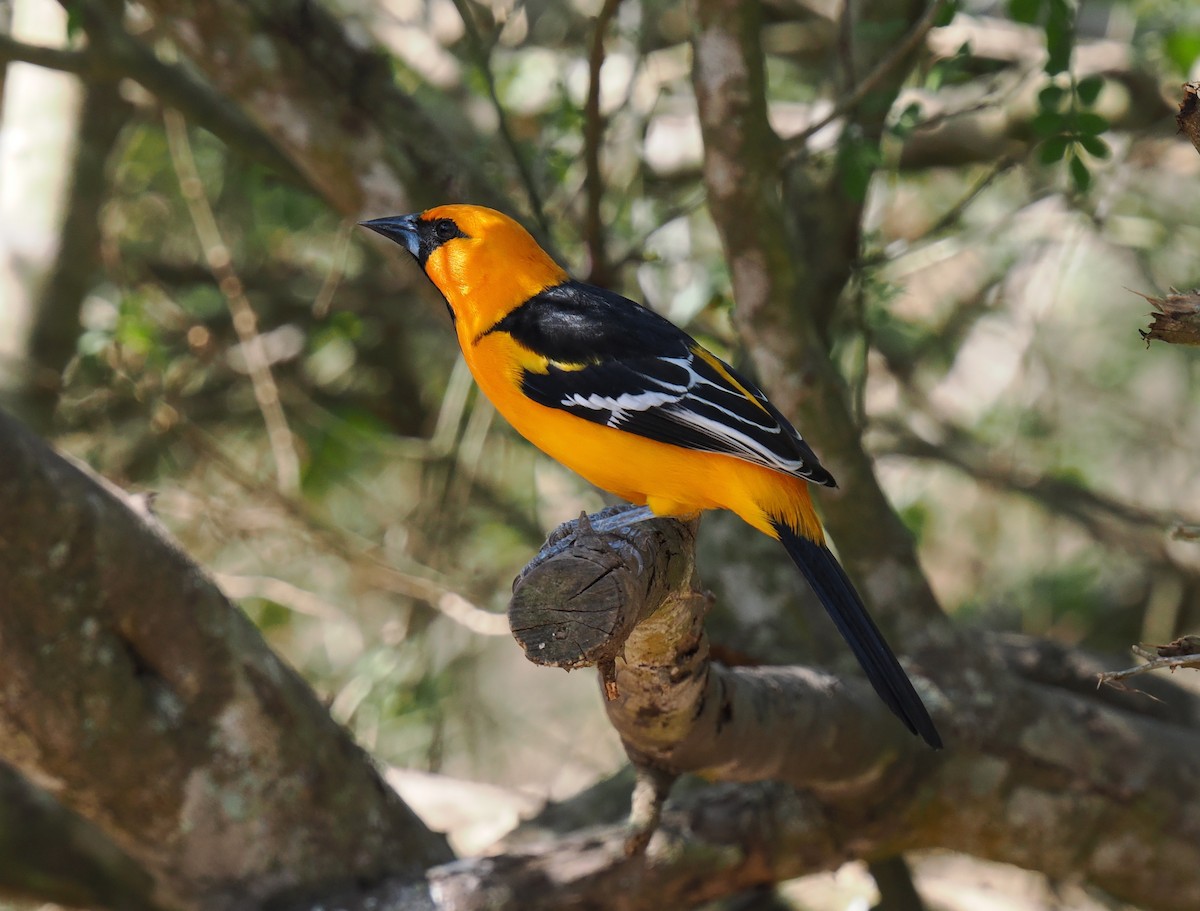 Altamira Oriole - ML631873705