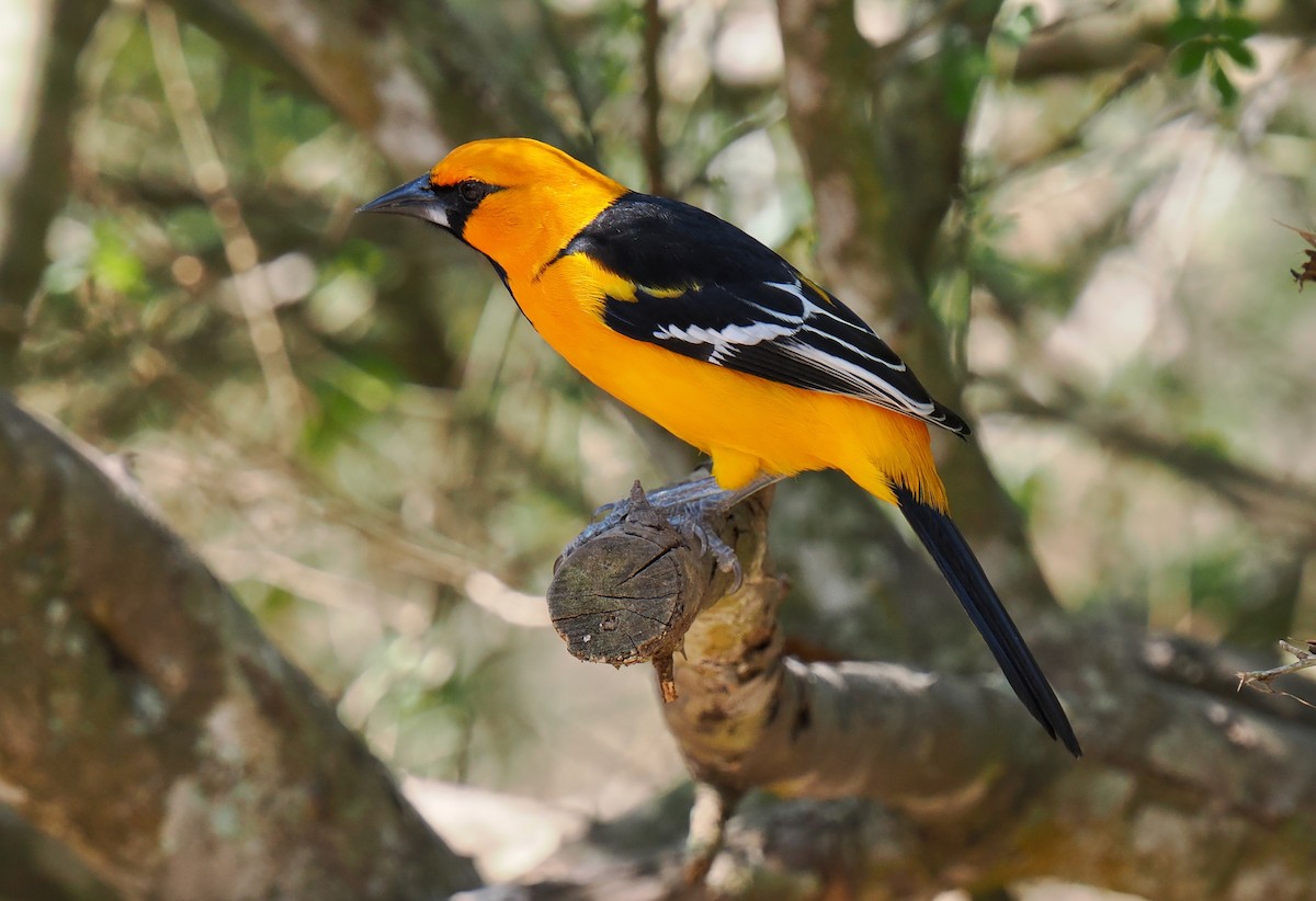 Altamira Oriole - ML631873706
