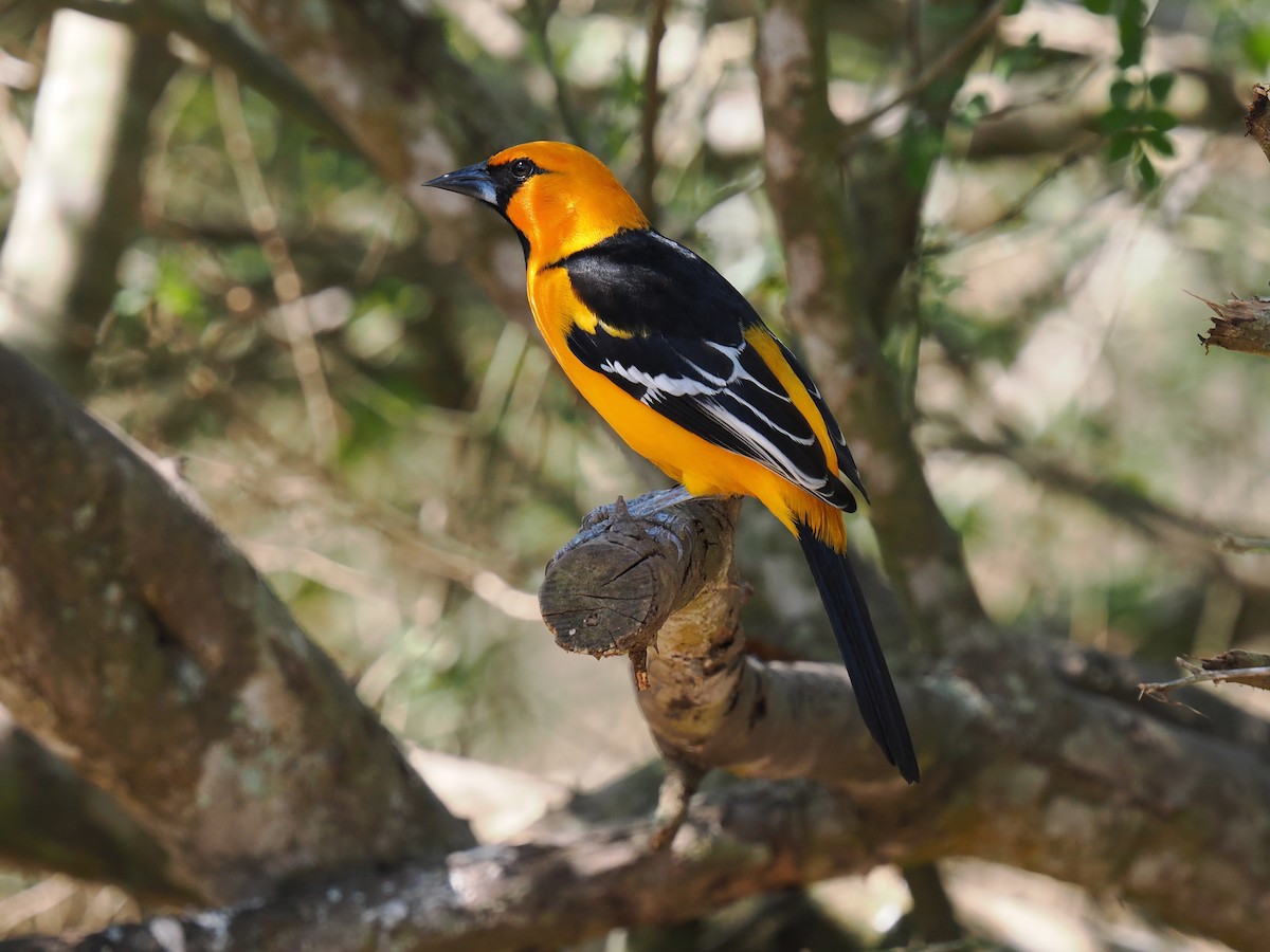 Altamira Oriole - ML631873708