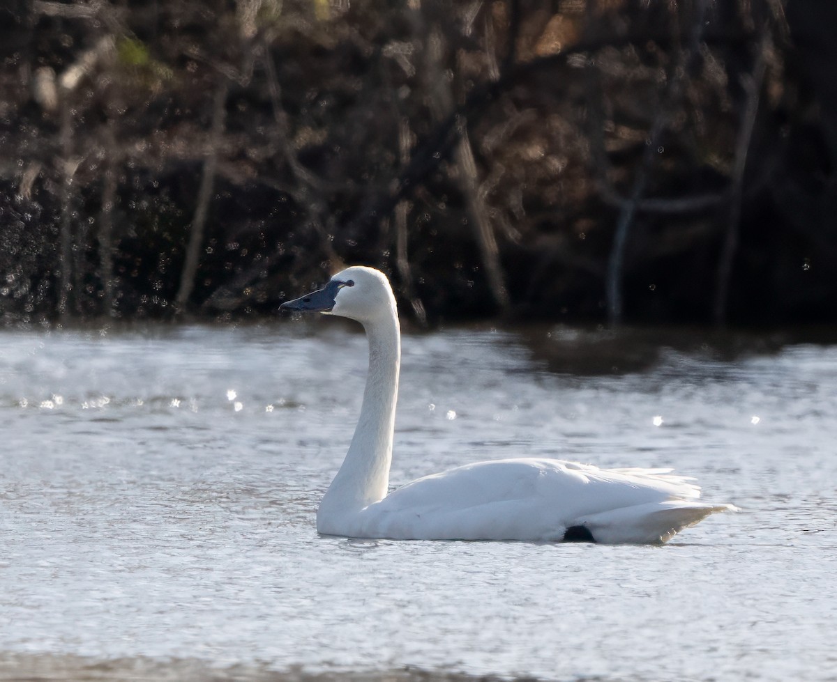 小天鵝 - ML631873962