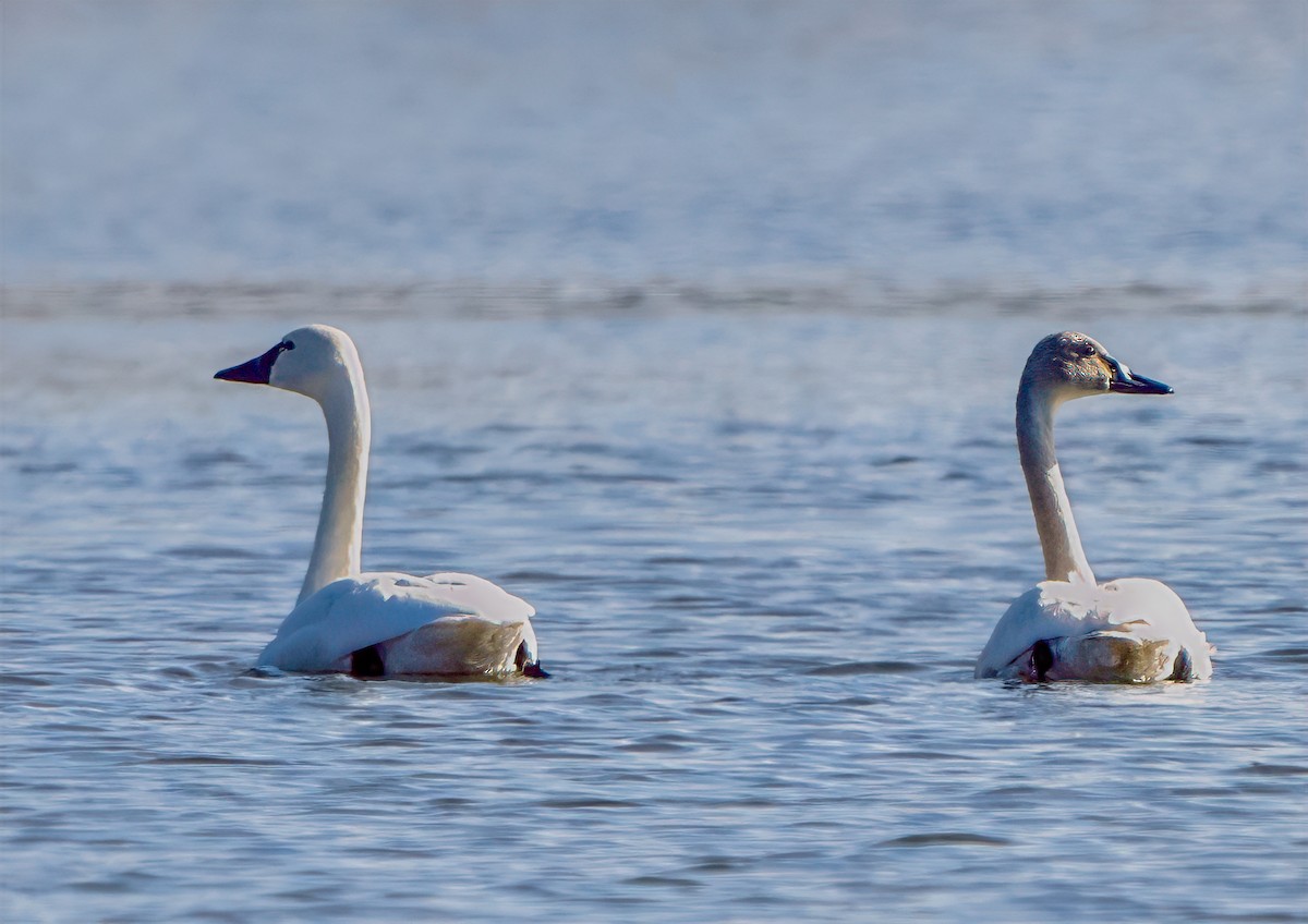 小天鵝 - ML631873963