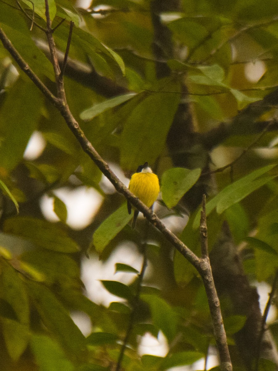 Black-headed Tody-Flycatcher - ML631874031