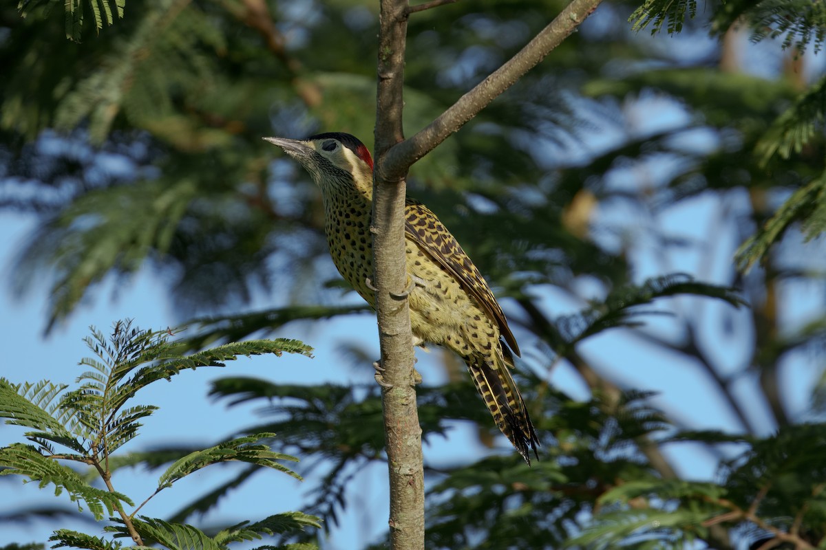 Green-barred Woodpecker - ML631874096