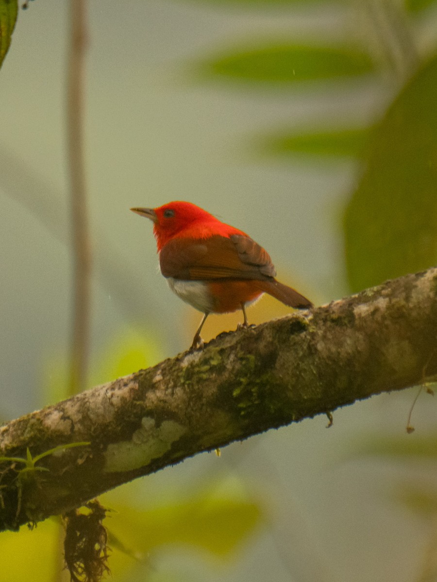 Scarlet-and-white Tanager - ML631874098