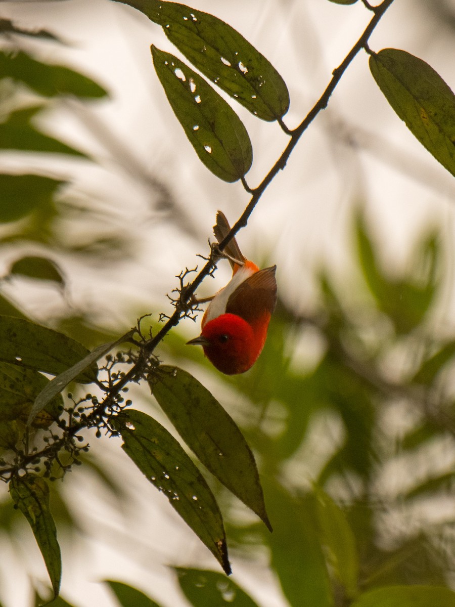 Scarlet-and-white Tanager - ML631874099