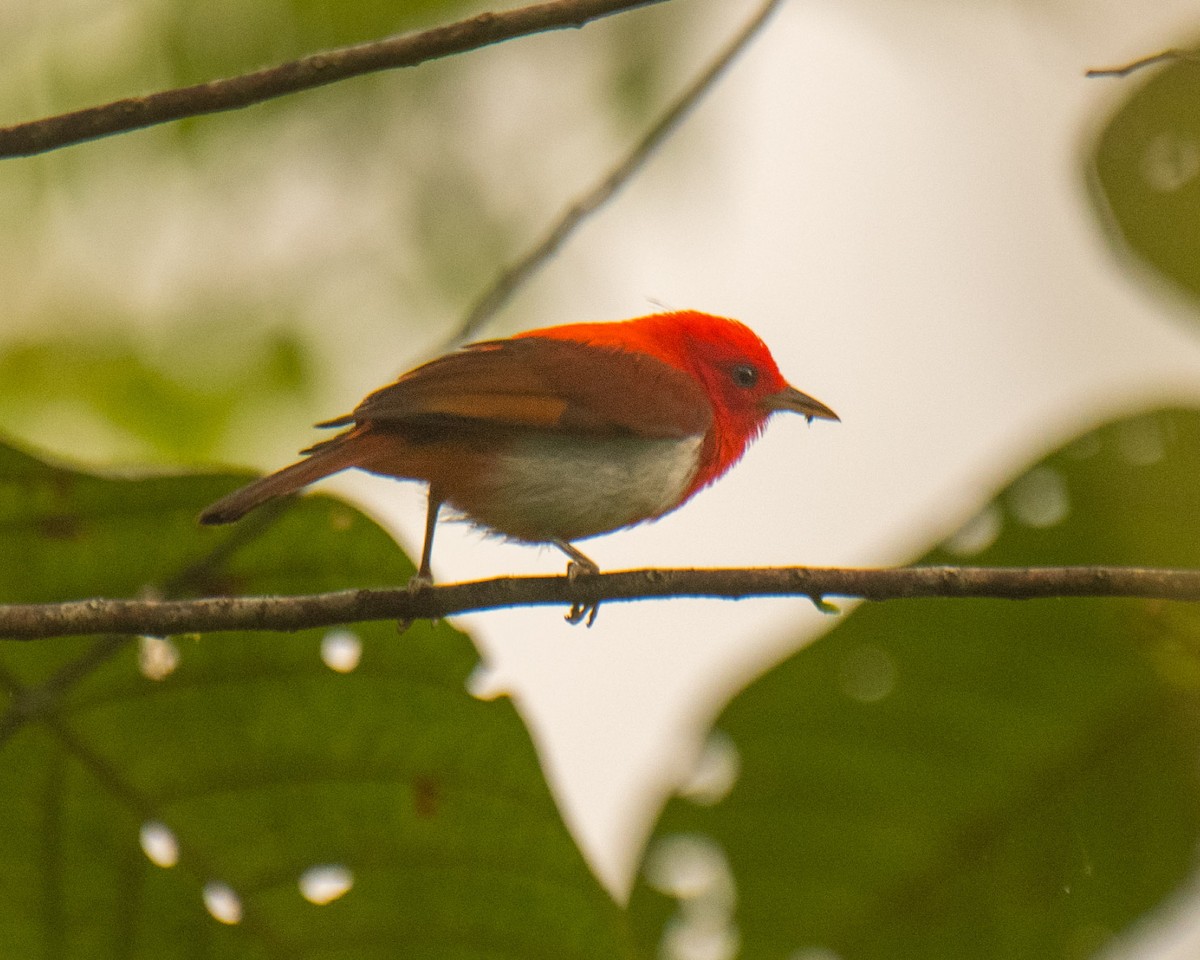 Scarlet-and-white Tanager - ML631874100