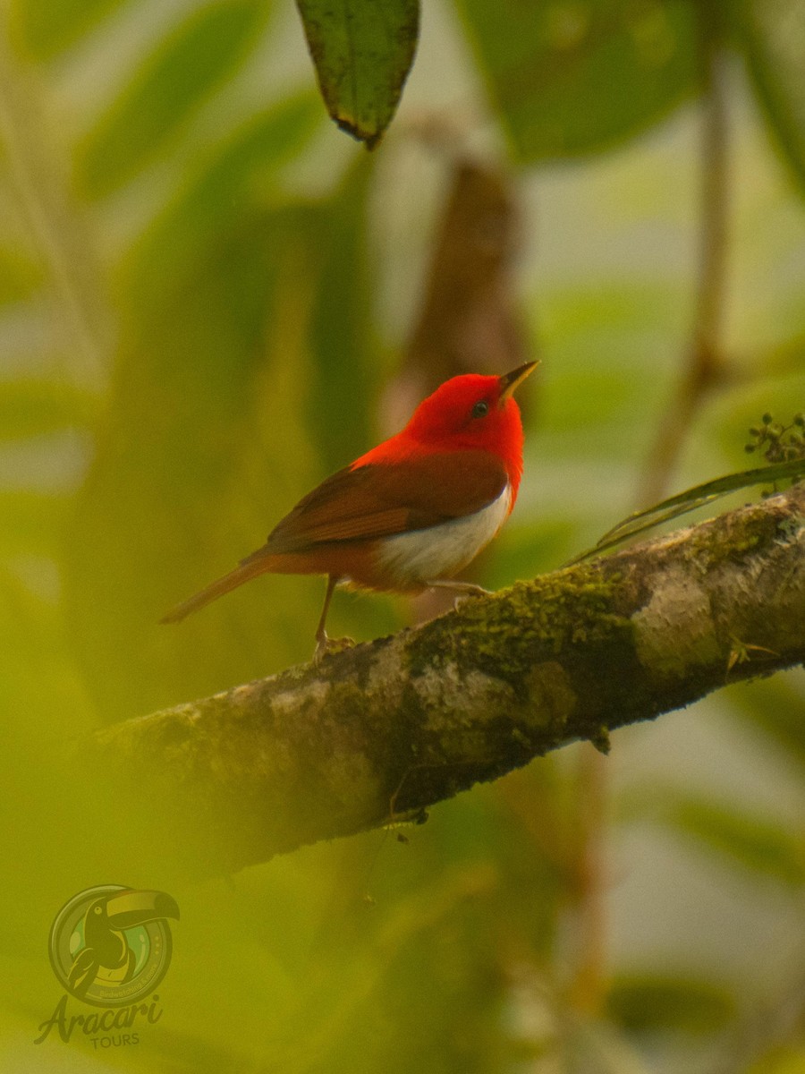 Scarlet-and-white Tanager - ML631874101