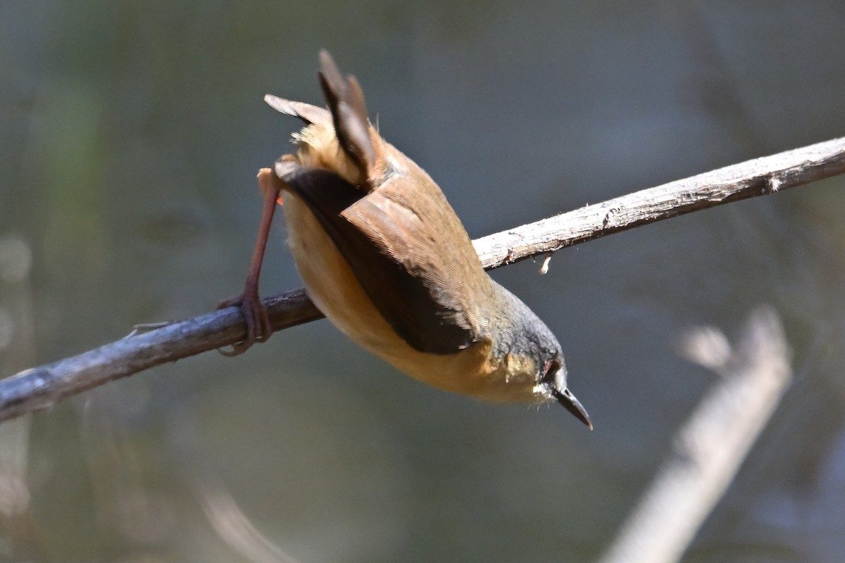 Ashy Prinia - ML631874122
