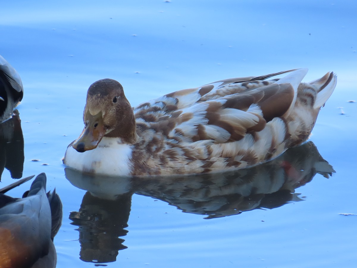 Mallard - ML631874142