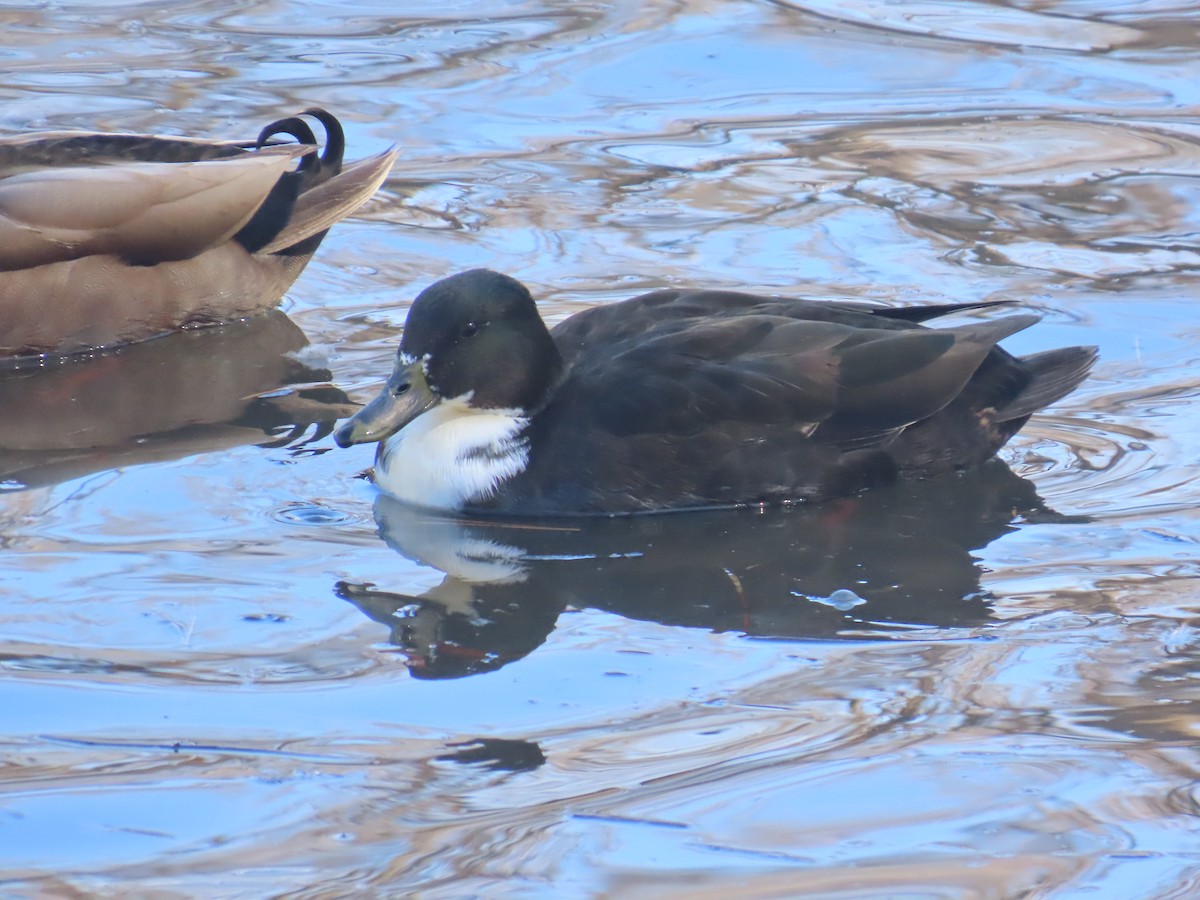 Mallard - ML631874169