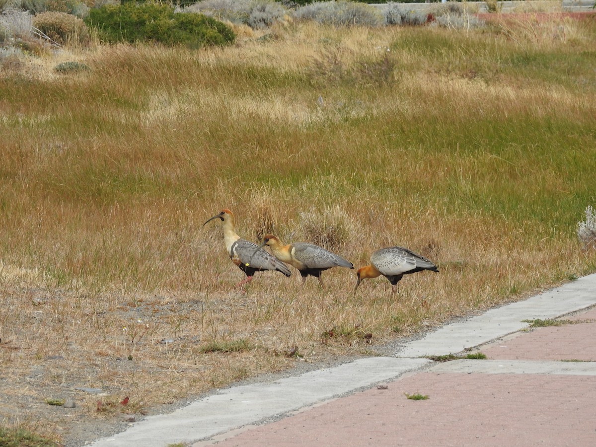 Black-faced Ibis - ML631874196