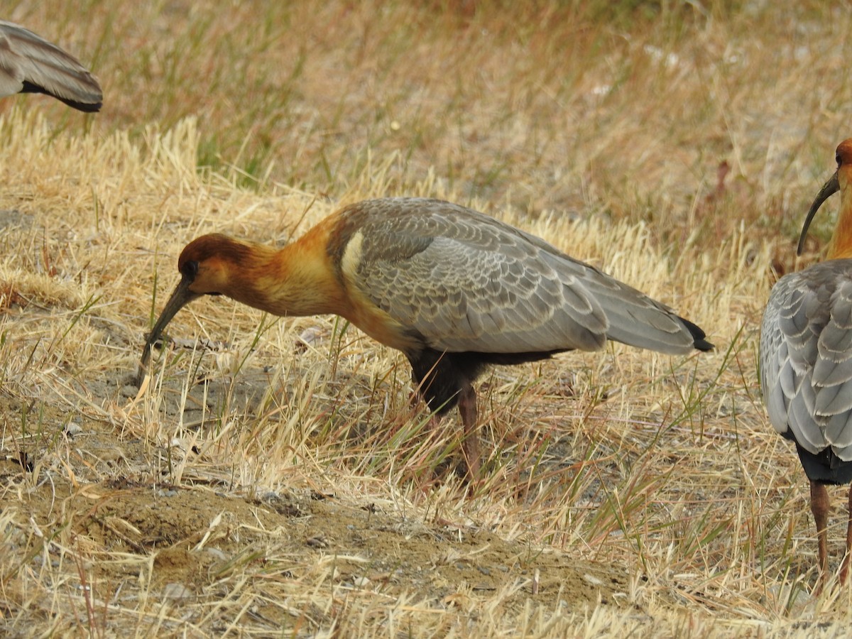 Black-faced Ibis - ML631874199