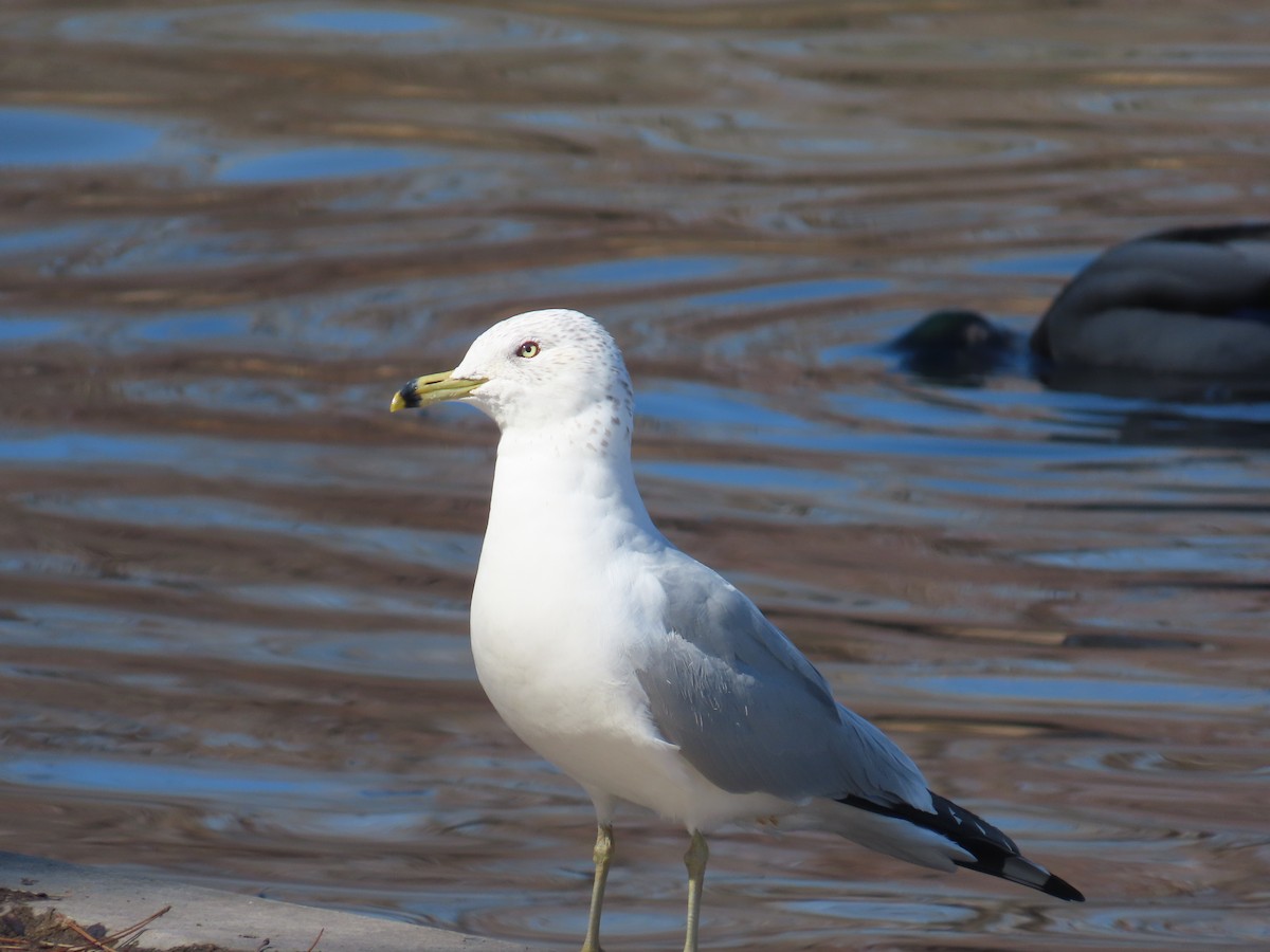 Ring-billed Gull - ML631874261