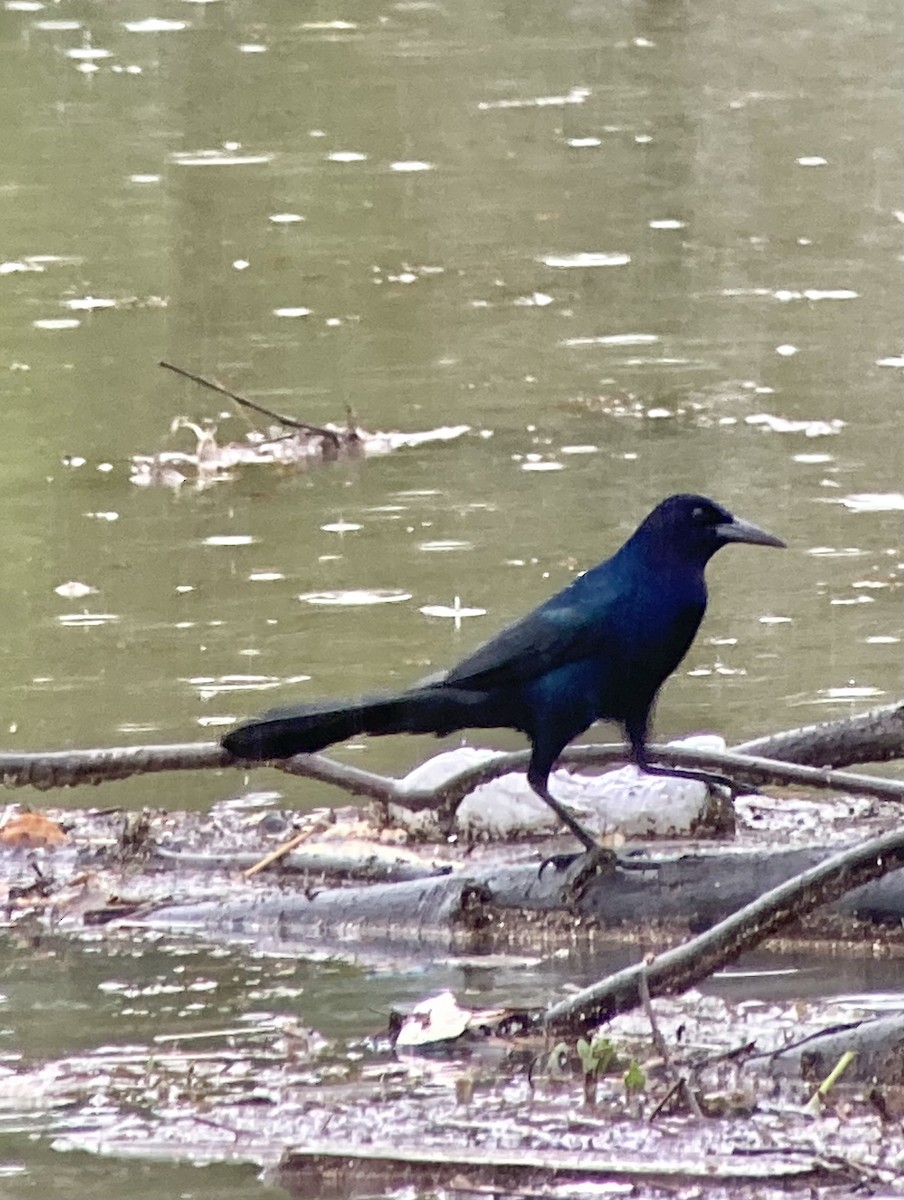 Boat-tailed Grackle - ML631874268