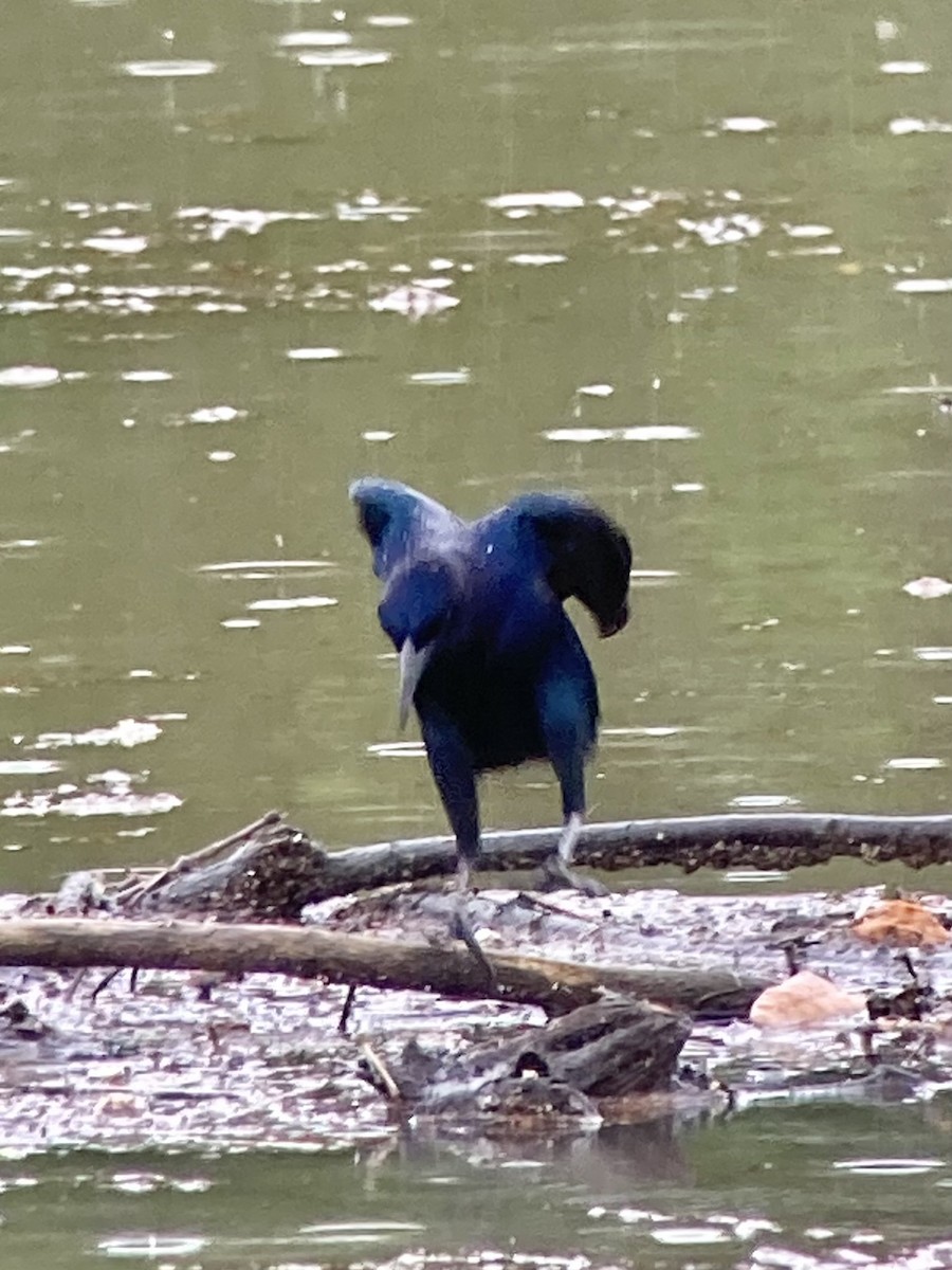 Boat-tailed Grackle - ML631874269
