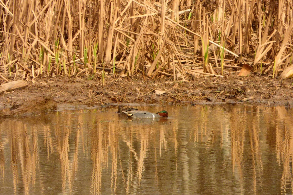 Alzavola - ML631874498