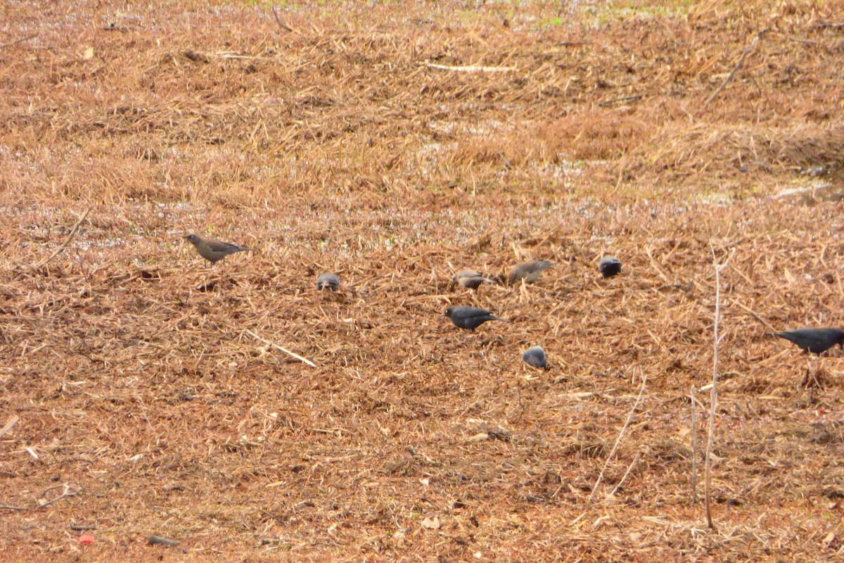 Rusty Blackbird - ML631874528