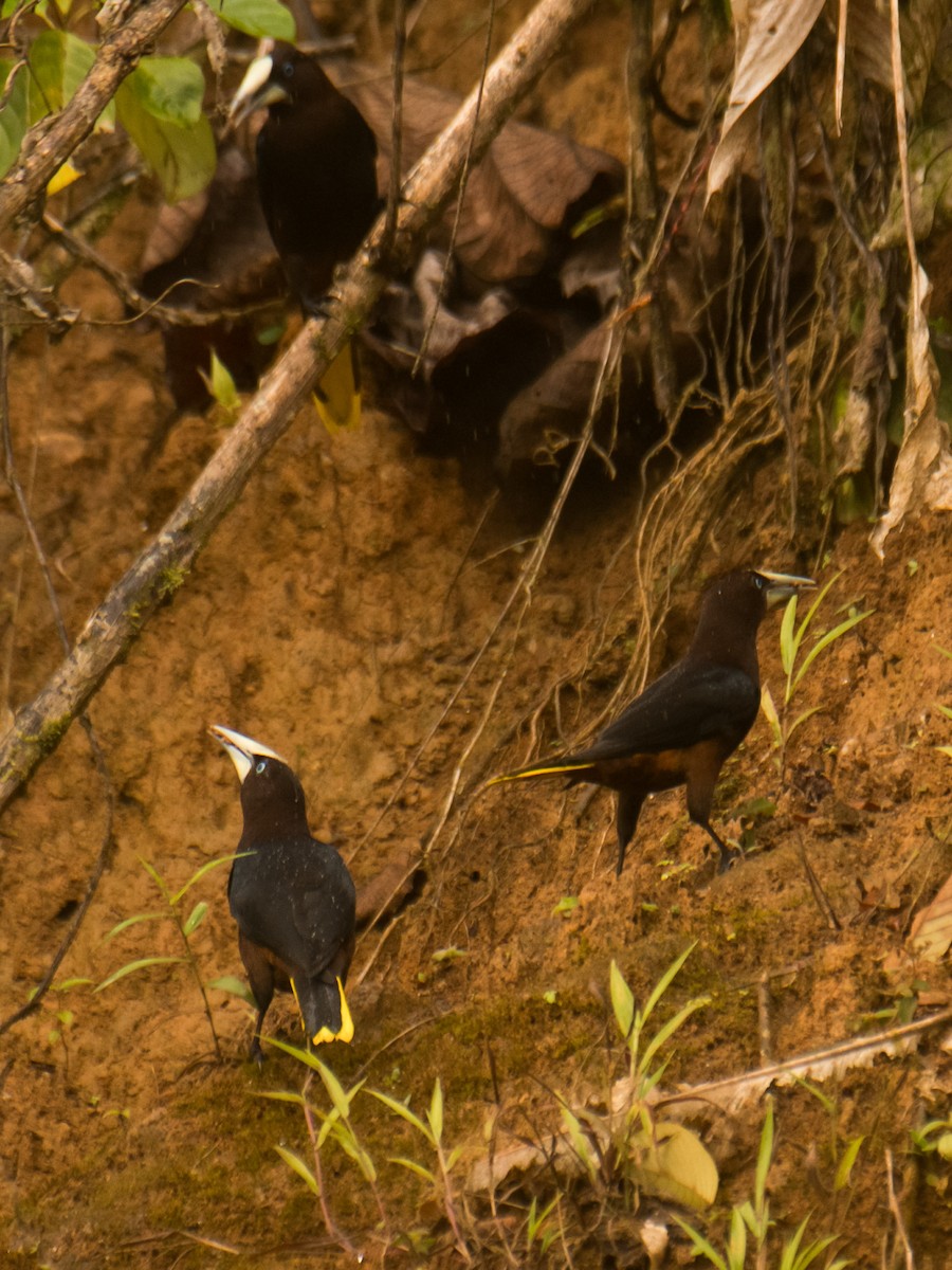 Chestnut-headed Oropendola - ML631874591