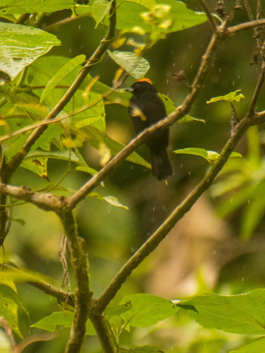 Tawny-crested Tanager - ML631874598