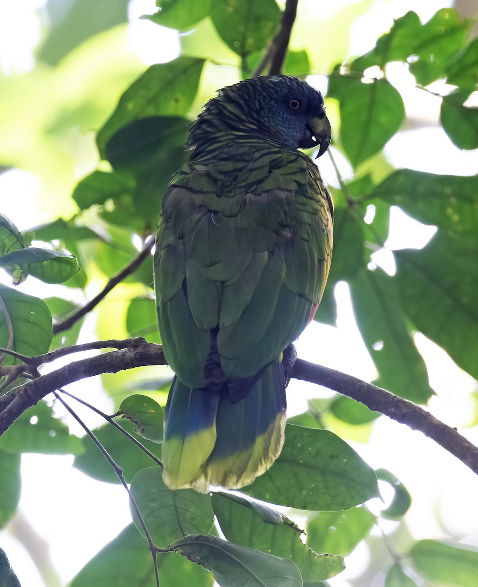 St. Lucia Amazon - ML631874606