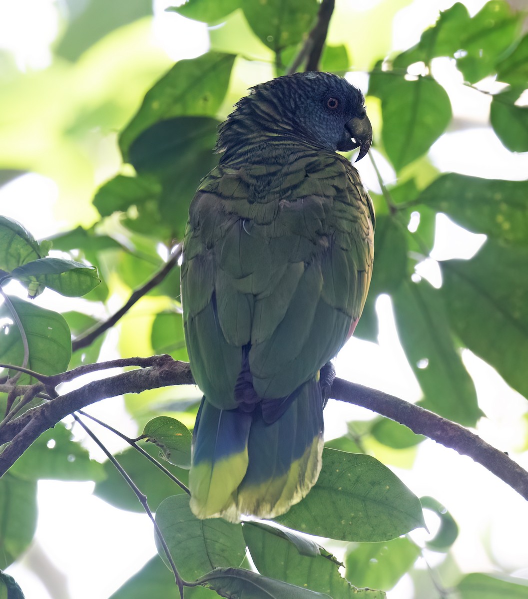 St. Lucia Amazon - ML631874607
