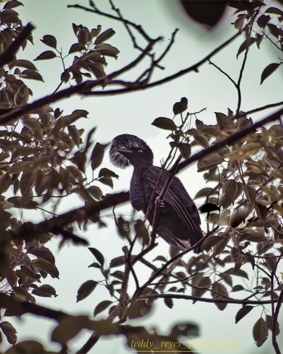 Amazonian Umbrellabird - ML631874674