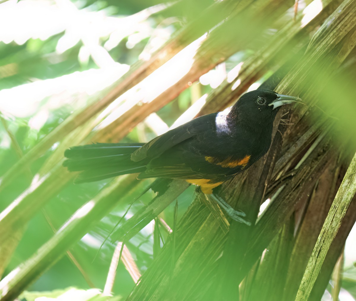 St. Lucia Oriole - ML631874723
