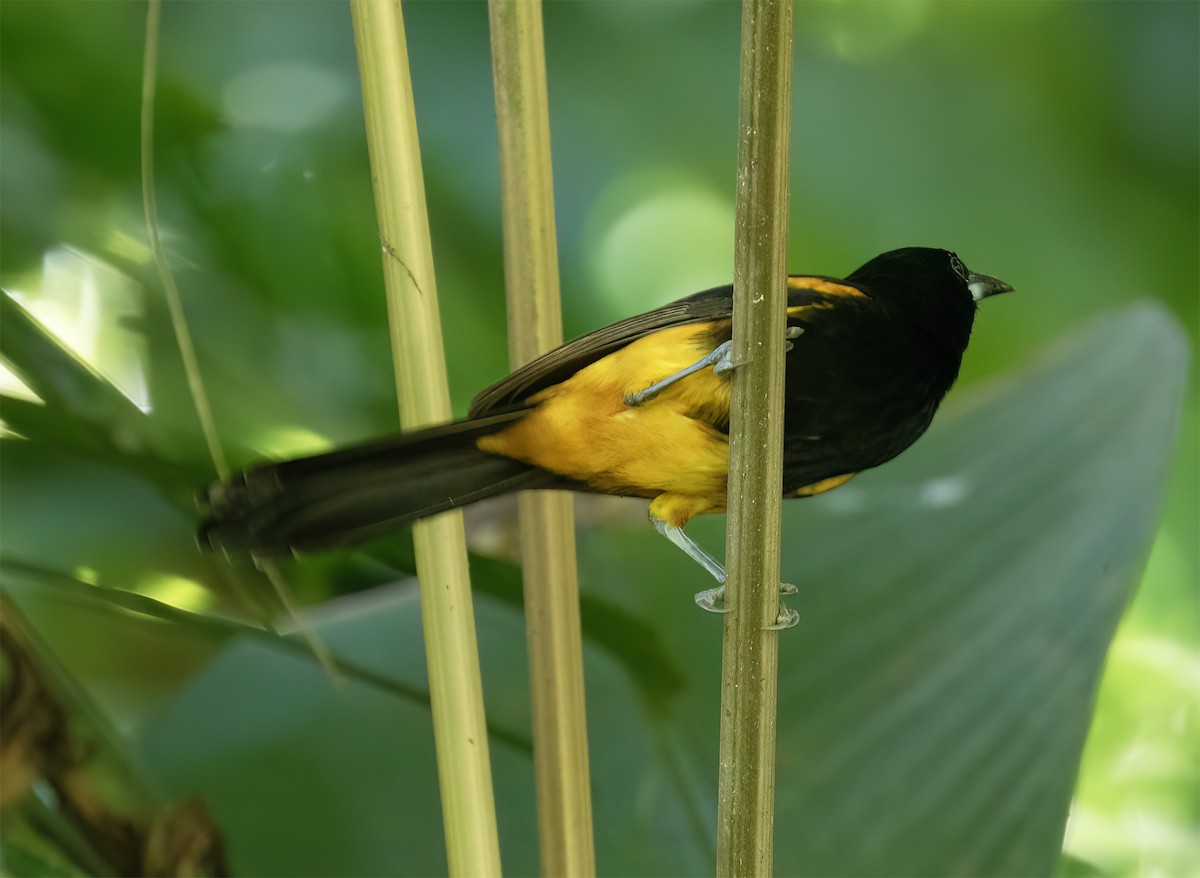 St. Lucia Oriole - ML631874724