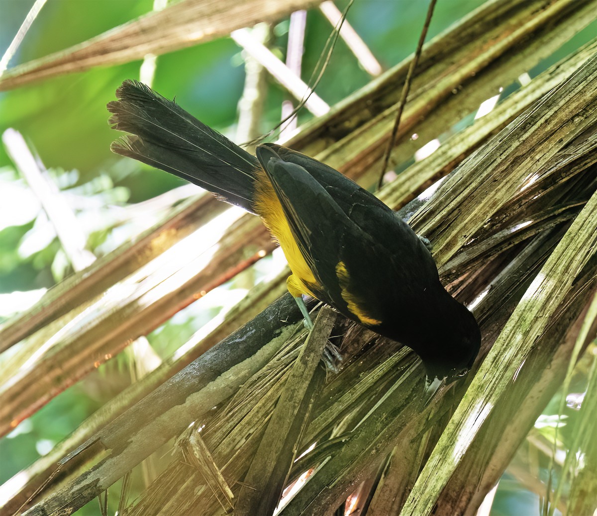 St. Lucia Oriole - ML631874725