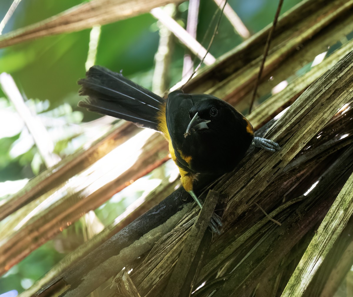St. Lucia Oriole - ML631874726
