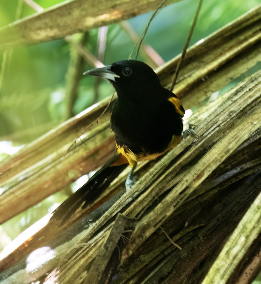 St. Lucia Oriole - ML631874728