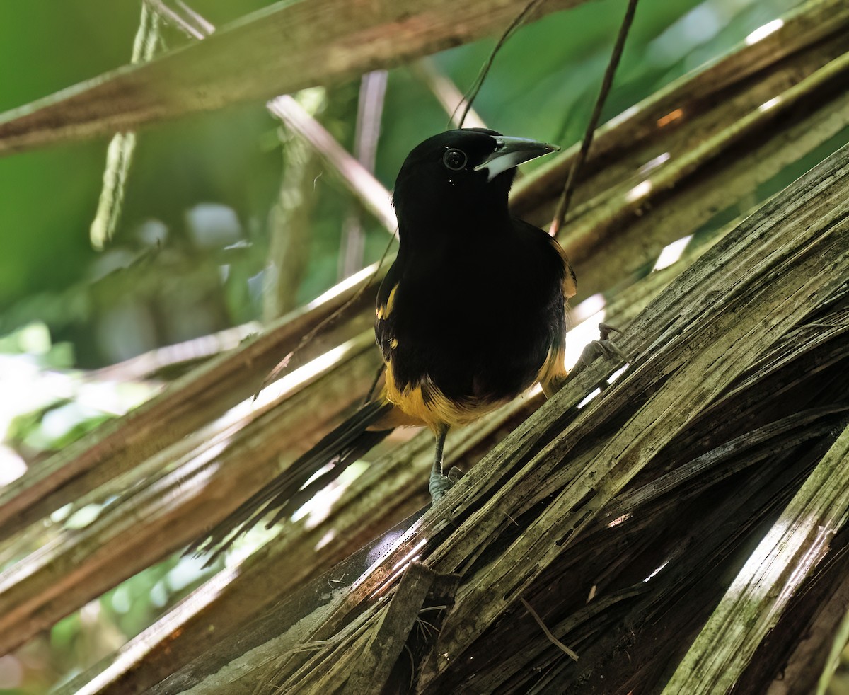 St. Lucia Oriole - ML631874729
