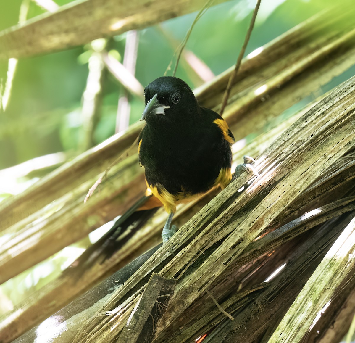 St. Lucia Oriole - ML631874730