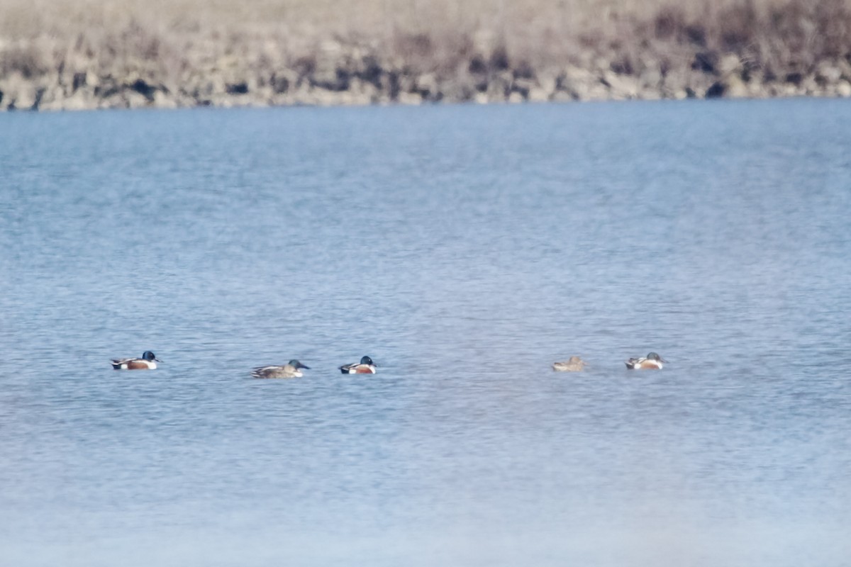 Northern Shoveler - ML631874861
